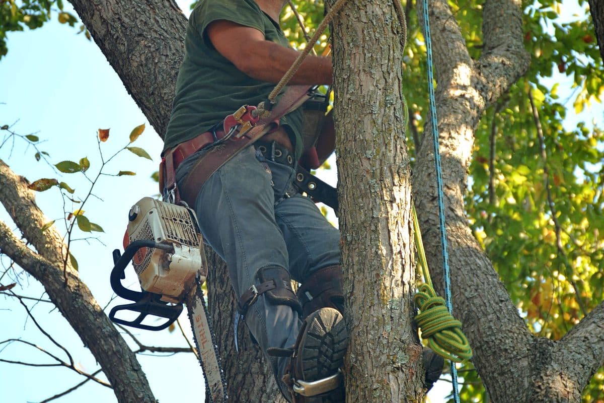 Professional tree trimming and crown reduction